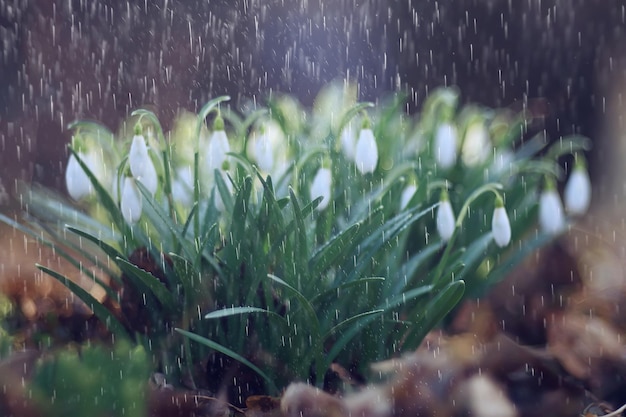 lentebloemen sneeuwklokjes regen, achtergrond mooie verse wilde bloemen, waterdruppels