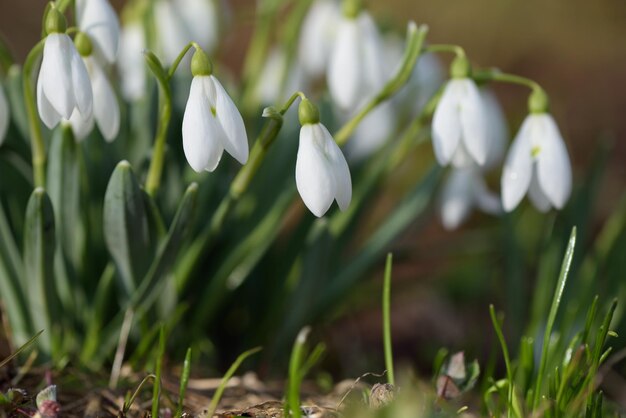 Lentebloemen sneeuwklokjes