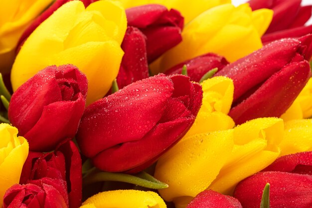 lentebloemen tulpen met waterdruppels op de bloembladen