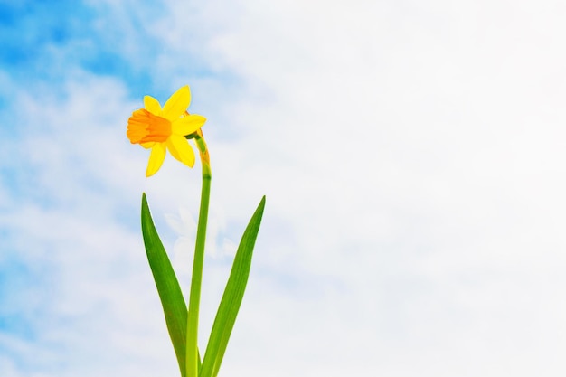 Lentebloemen van narcissen Heldere en kleurrijke bloemen