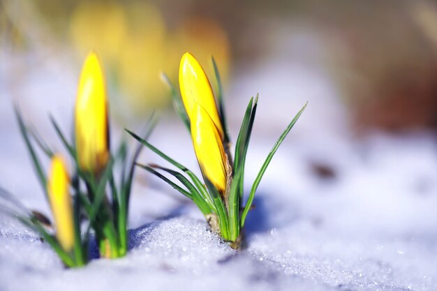 Lentebloemen, witte krokus sneeuwklokjes zonnestralen. witte en gele krokussen in het land in het voorjaar. verse vrolijke planten bloeiden. de jonge spruiten.