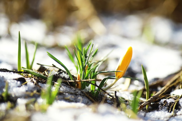 Lentebloemen, witte krokus sneeuwklokjes zonnestralen. Witte en gele Krokussen in het land in het voorjaar. Verse vrolijke planten bloeiden. De jonge spruiten.