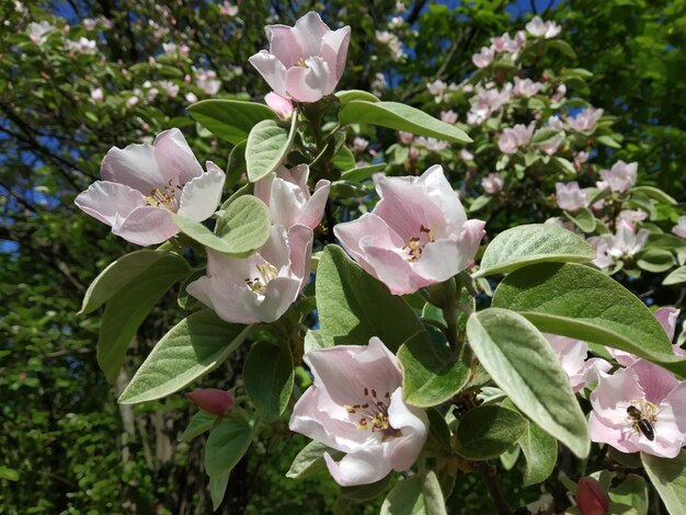 Lentebloemen