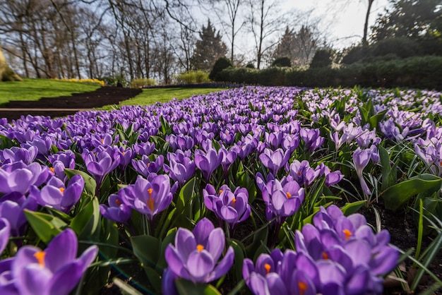 Lentebloementuin van Keukenhof in Lisse, Holland