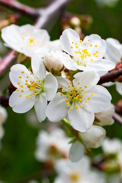 Lentebloesem achtergrond, abstracte bloemenrand van groene bladeren en witte bloemen