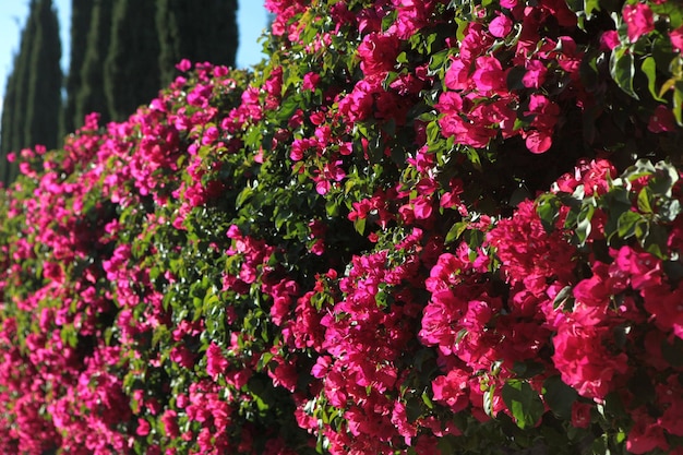 Lentebloesem tederheid Heldere bloemen van kersen pruimboom op de achtergrond Cyan roze kleur