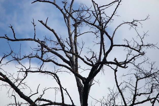 lenteboom zonder bladeren op een achtergrond van blauwe lucht en pluizige witte wolken