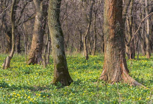 Lentebos bedekt met narcissen