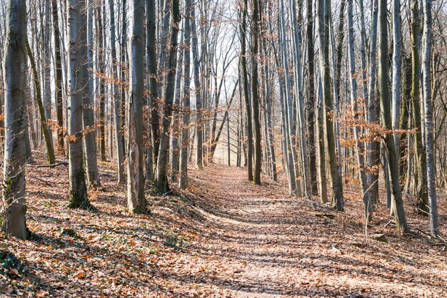 Lentebos met bladloze bomen en gele bladeren