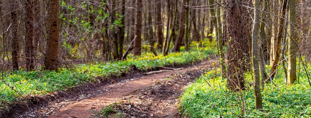 Lentebos met de eerste lentebloemen en een weg in het bos