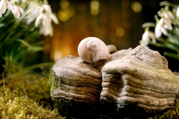 Lentebos slakkenhuis op hout en mooie eerste bloesem lente witte bloemen sneeuwklokjes op mos in wild bos natuurschoon