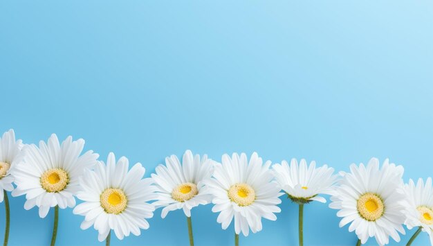 Foto lentedaisies op blauwe achtergrond met een lijn witte daisies met copyspace achtergrond