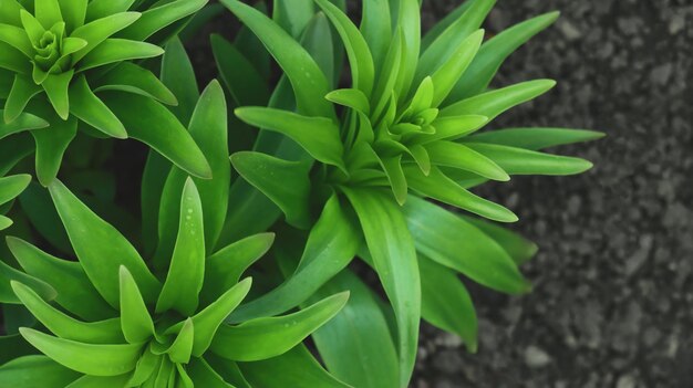 Lentegroene puntige bladeren van een plant tegen de achtergrond van de aarde Lente scheuten