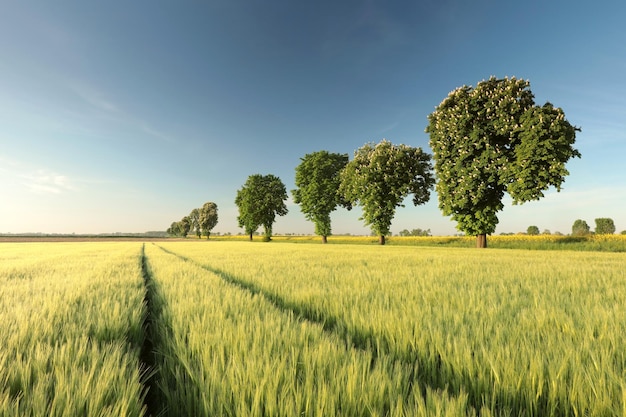 Lentekastanjes groeien in een veld naast een onverharde weg op een ochtend in mei