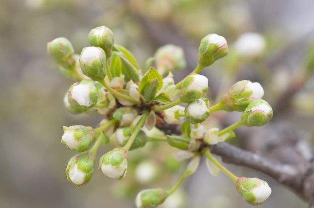 Lenteknoppen aan de boom