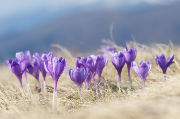 Lentekrokus bloeit in een zonnige weide in de bergen