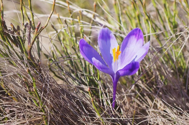 Lentekrokus bloem in het gras