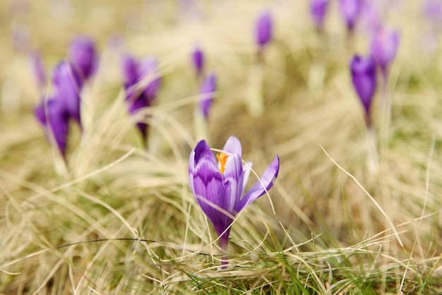 Lentekrokus bloem