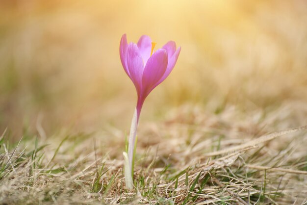 Lentekrokus bloem