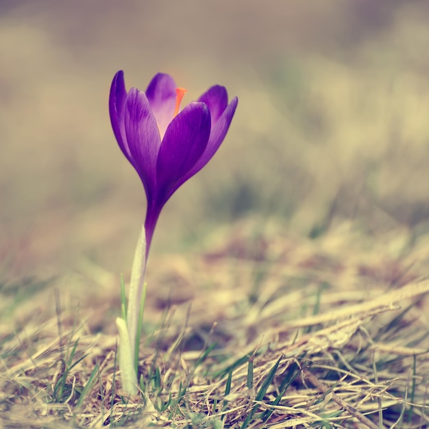 Lentekrokus bloem