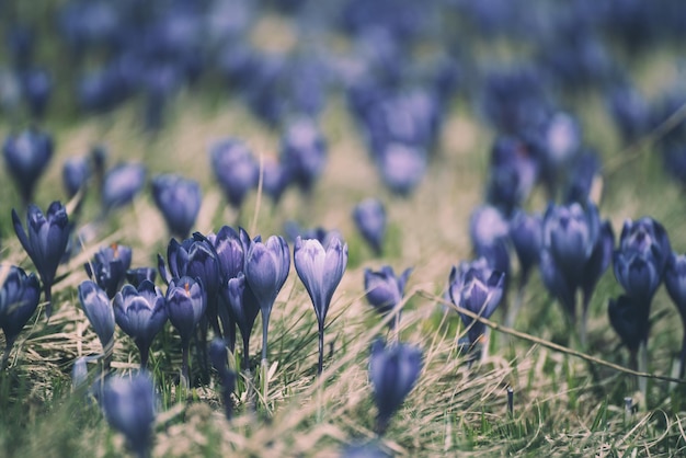 Lentekrokus bloem