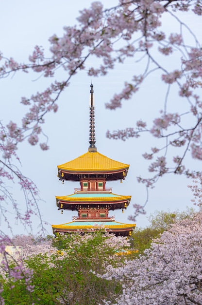 Lentelandschap van East Lake Cherry Blossom Garden in Wuhan Hubei, China