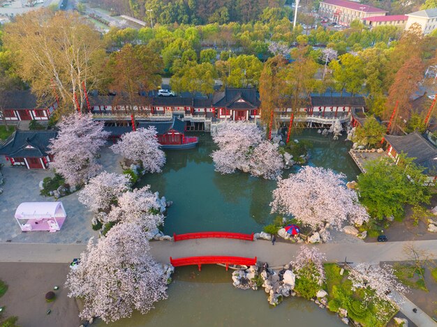 Lentelandschap van East Lake Cherry Blossom Garden in Wuhan Hubei, China