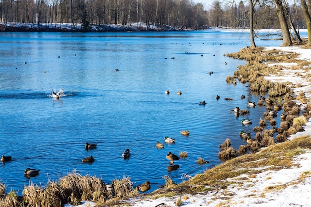 Lentelandschap van het natuurpark of reservaat met de rivier en met vogels
