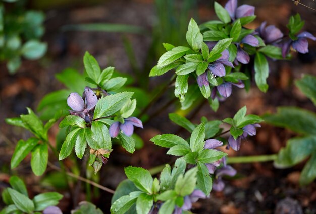 Lenten of kerstroos bloeien in een bos of bos op een warme lente- of vroege winterdag Helleborus oreintalis is een kruidenplant die wordt gekweekt in een vochtige tuin of natuuromgeving