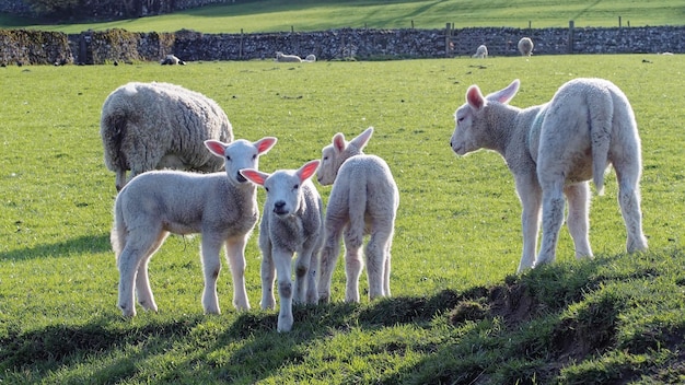 Foto lentenlammen in de yorkshire dales