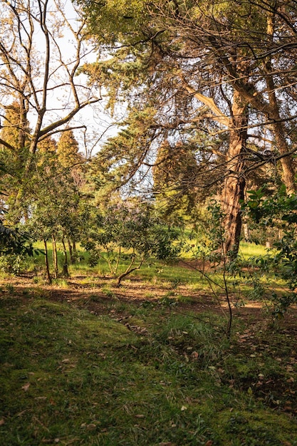 Lentepark oude bomen jonge blaadjes verschijnen aan de bomen