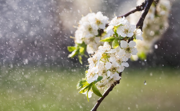 Lenteregen in de tuin. Witte bloemen van kersenpruim in de regen op een lentedag. Zachte nadruk en ondiepe DOF