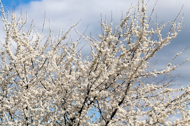 Lenteseizoen in de boomgaard met fruitbomen