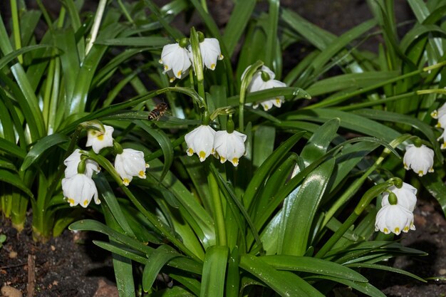 Lentesneeuwvlokje lat Leucojum bloeit