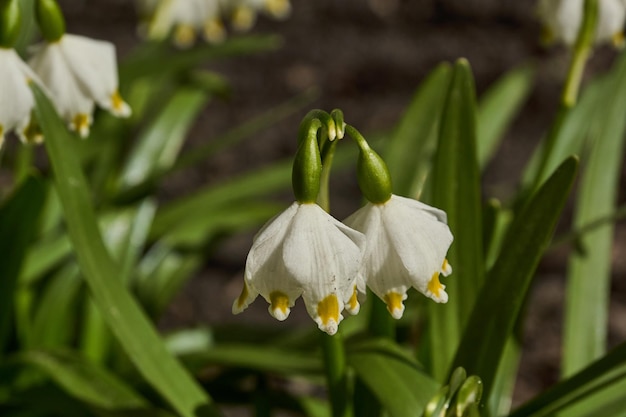 Lentesneeuwvlokje lat Leucojum bloeit