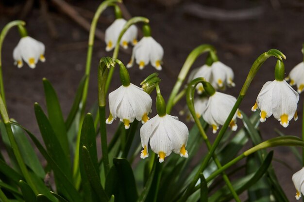 Lentesneeuwvlokje lat Leucojum vernum bloeit