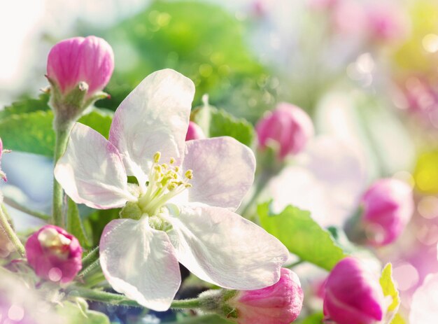 Lentetak met witte bloemen