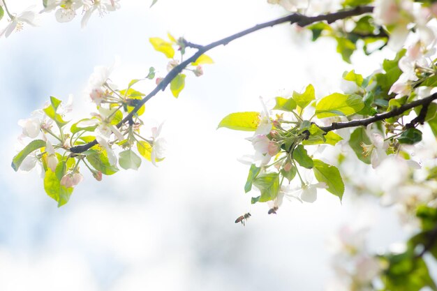 Lentetijd appelboom bloesem achtergrond met zon Prachtige natuurscène met bloeiende appelboom