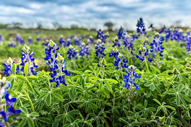 Foto lentetijd in texas, veld met bloeiende blauwe mutsen