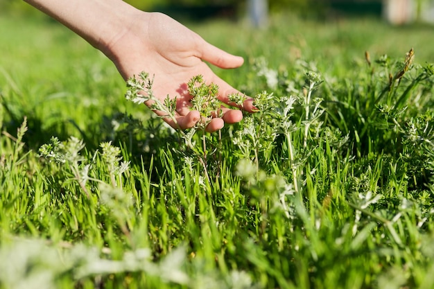 Lentetijd, vrouwenhand met groene veldkruiden.