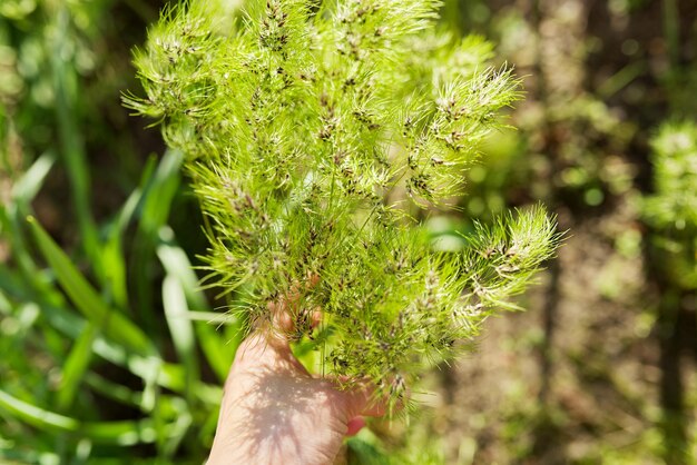 Lentetijd, vrouwenhand met groene veldkruiden.