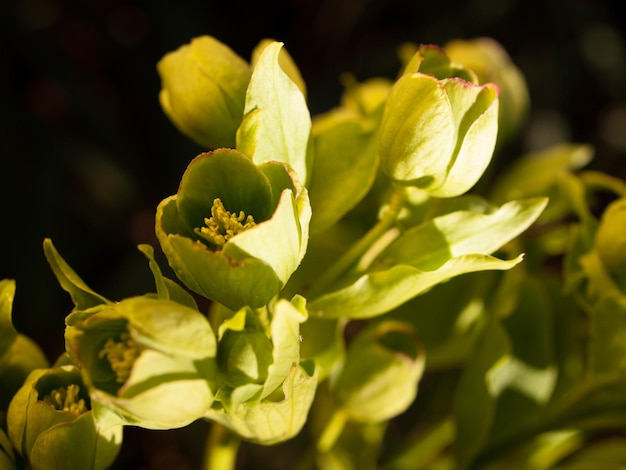 Lentetuin in bloei met bridght bloemen.