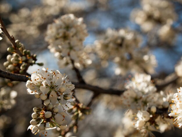 Lentetuin in bloei met bridght bloemen.