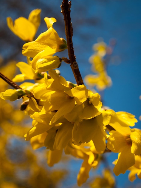 Lentetuin in bloei met bridght bloemen.