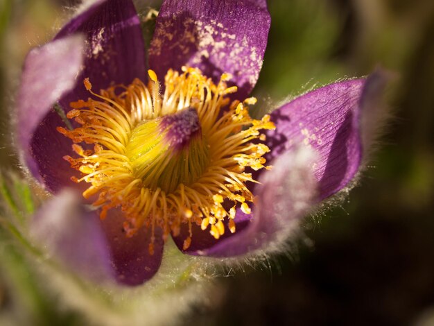 Lentetuin in bloei met bridght bloemen.