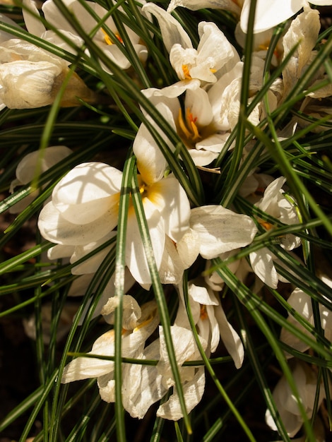 Lentetuin in bloei met bridght bloemen.