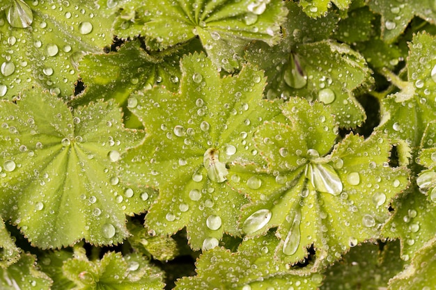 Lentetuin in volle bloei.