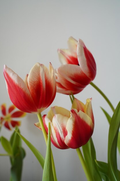 Foto lentetulpen hebben witte bloemblaadjes met rode randen op een lichtgekleurde achtergrond