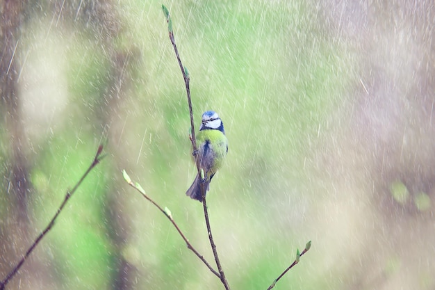 lentevogel op een tak, lente natuur, natuurschoonheid