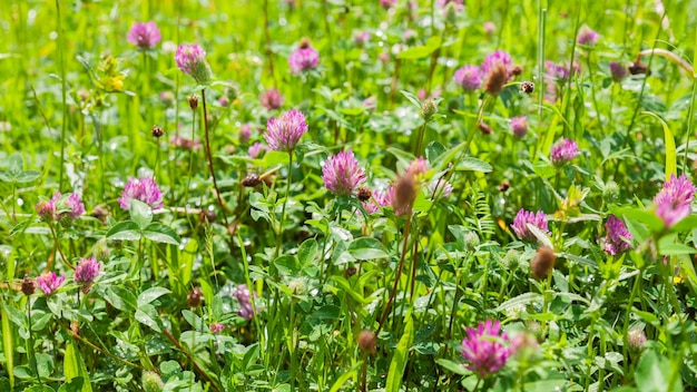 Lenteweide gevuld met bloeiend gras kan bij sommigen allergieën veroorzaken. Zomer in de wilde natuur.